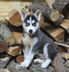 Lovely Siberian Husky puppies available for sale